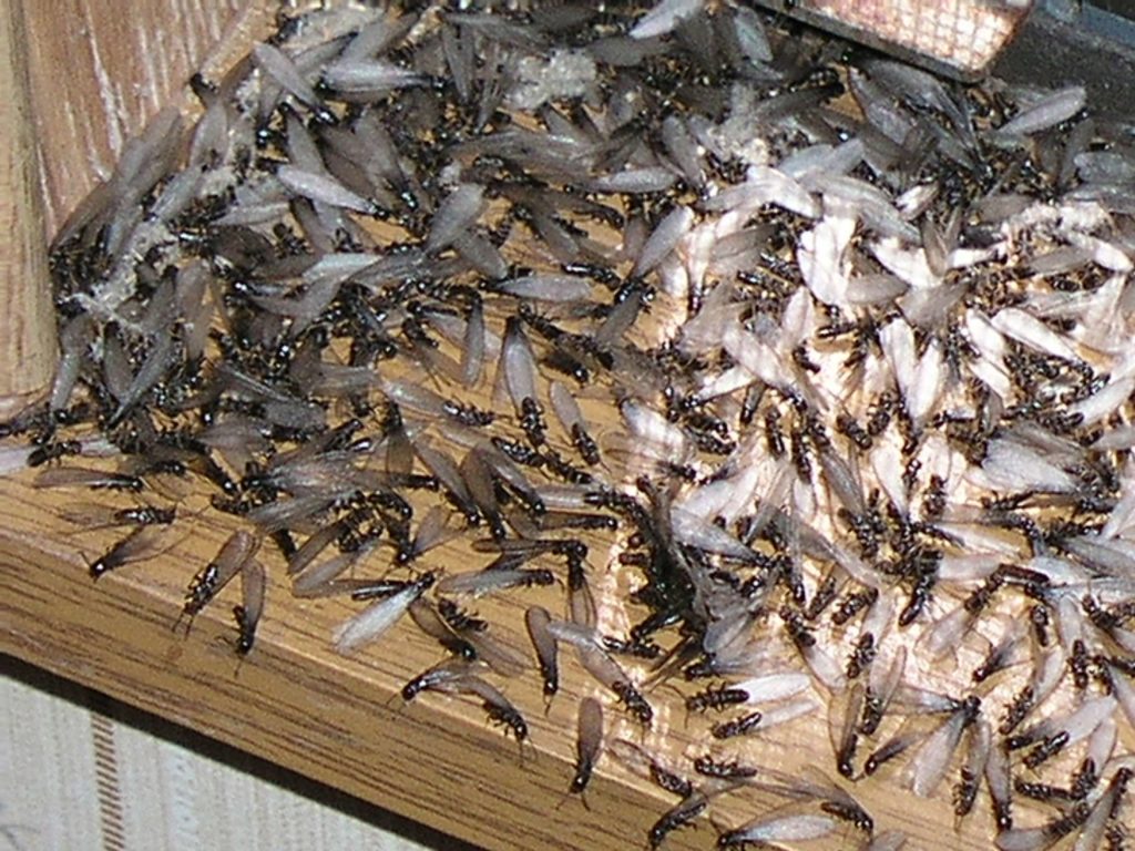 getting-rid-of-termites
