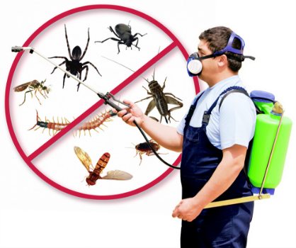 pest control in Brisbane