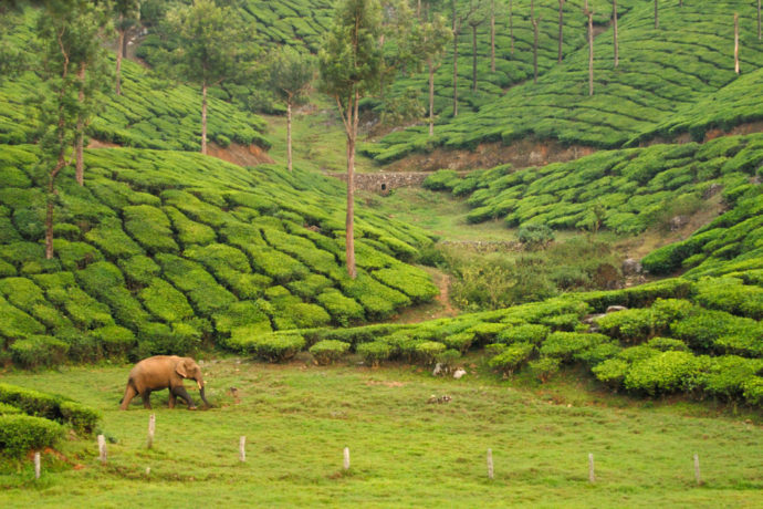 vegetation management
