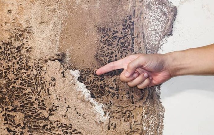 termite removal Gold Coast