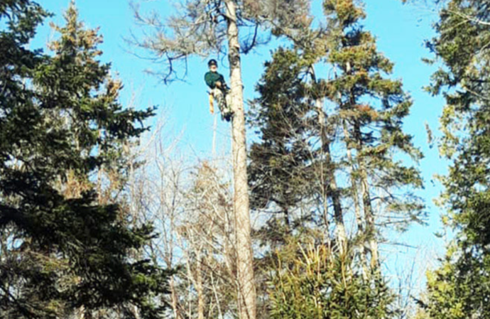 Arborist services on Gold Coast