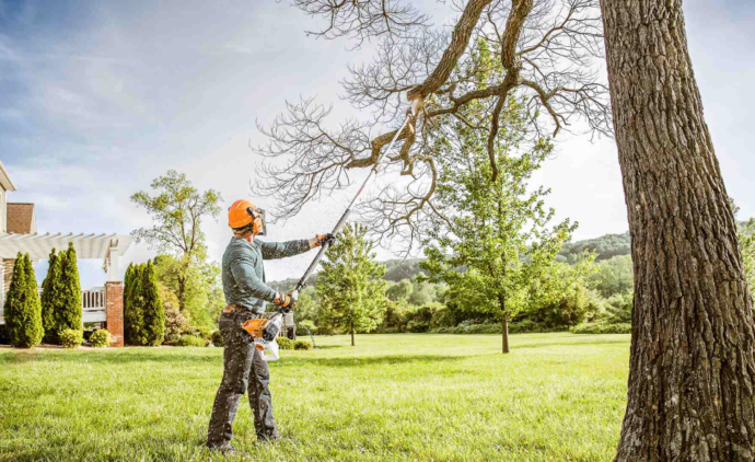 Gold Coast tree service