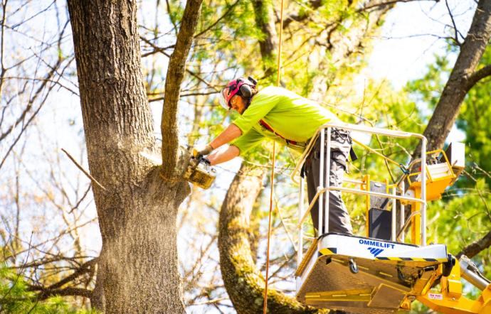 gold coast tree service