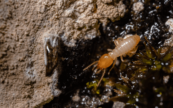 best termite treatment in Gold Coast