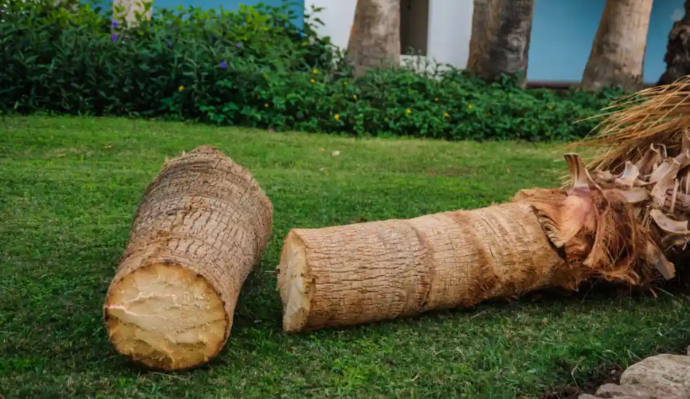 palm tree removal on the Gold Coast