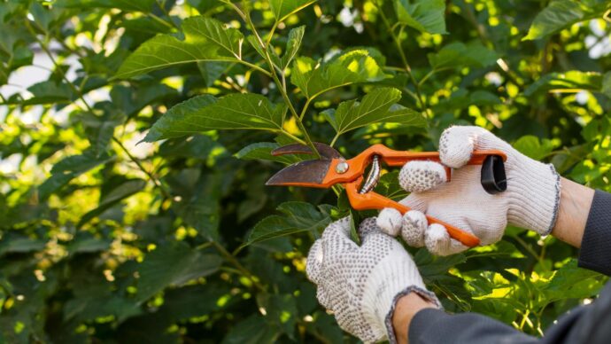 arborist on the Gold Coast